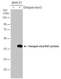 Anti-Dengue virus NS1 protein antibody used in Western Blot (WB). GTX103346